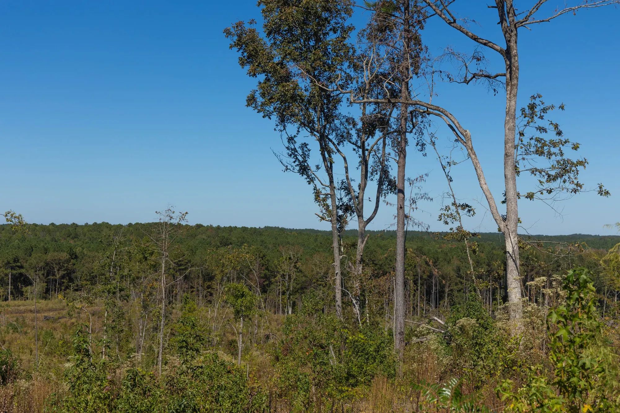 Meyer’s Ridge Tract 25 in Attala County, MS
