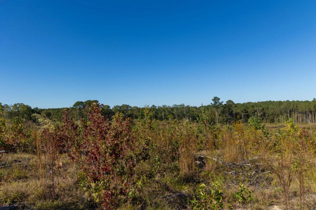 Decorative background for Meyer’s Ridge Tract 25 image 5