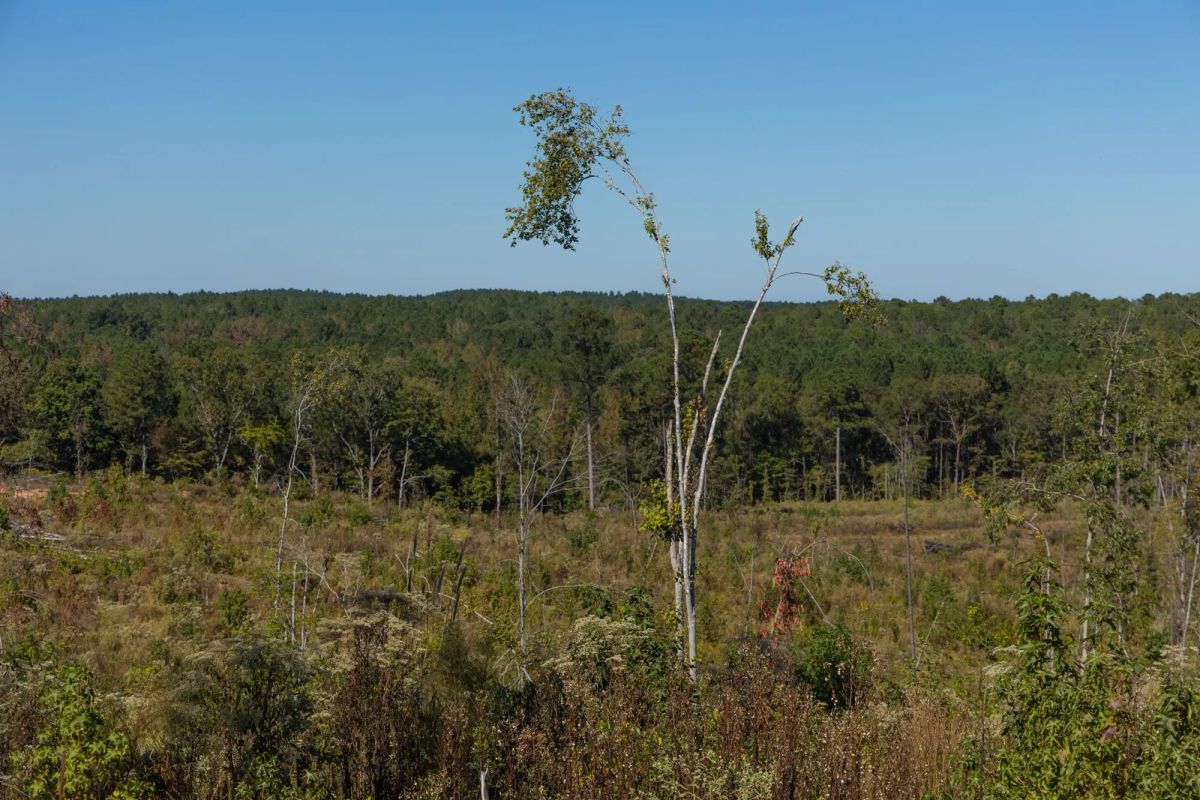 Decorative background for Meyer’s Ridge Tract 25 image 7