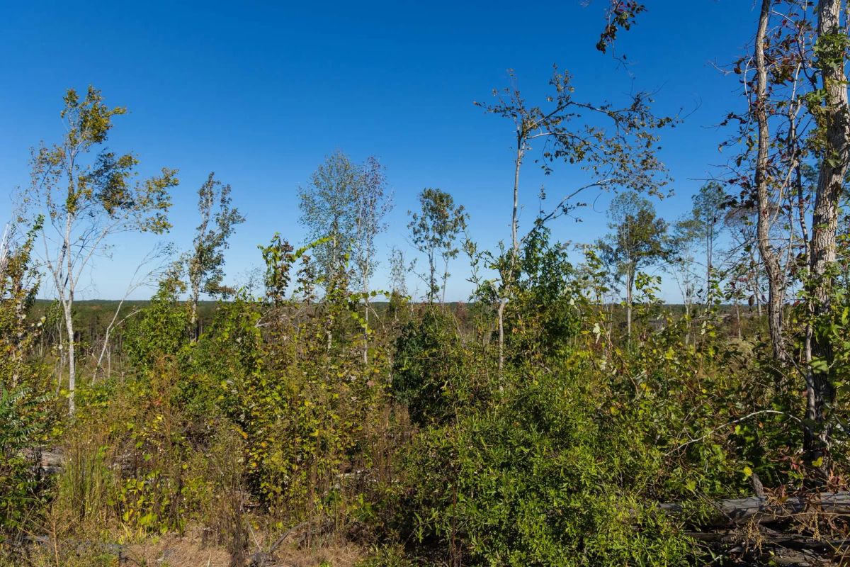 Decorative background for Meyer’s Ridge Tract 25 image 11