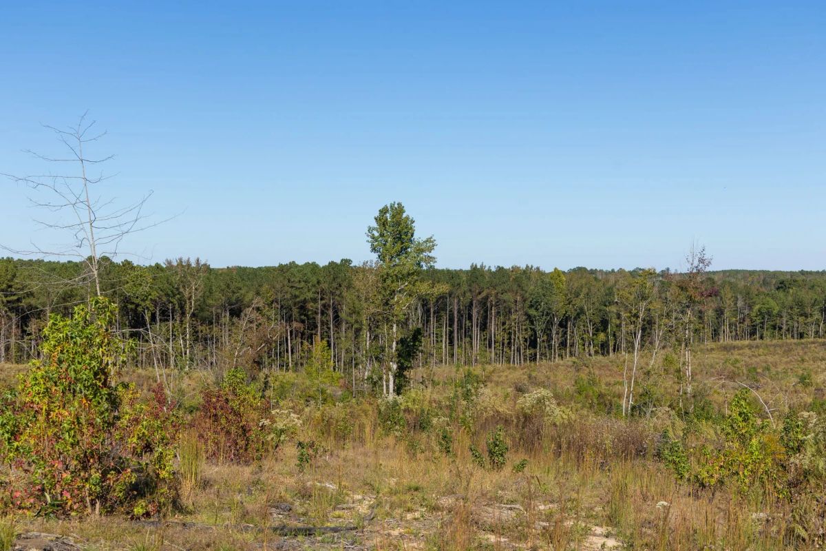 Decorative background for Meyer’s Ridge Tract 25 image 12