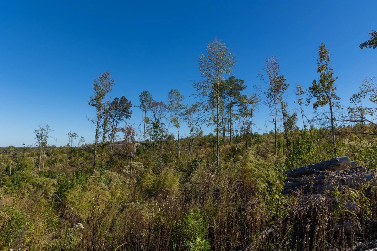 Decorative background for Meyer’s Ridge Tract 25 image 14