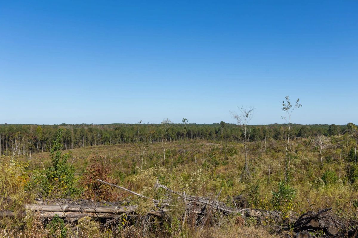 Decorative background for Meyer’s Ridge Tract 25 image 15