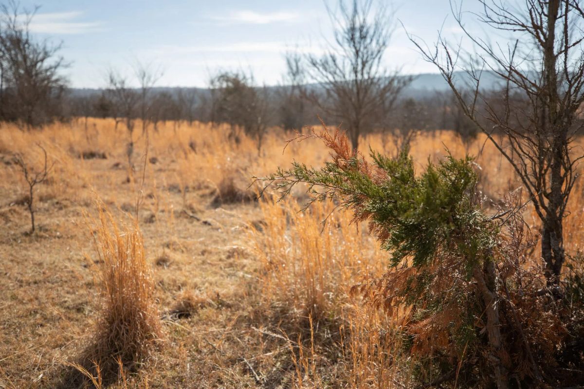 Decorative background for Painted Horse Tract 30 image 5