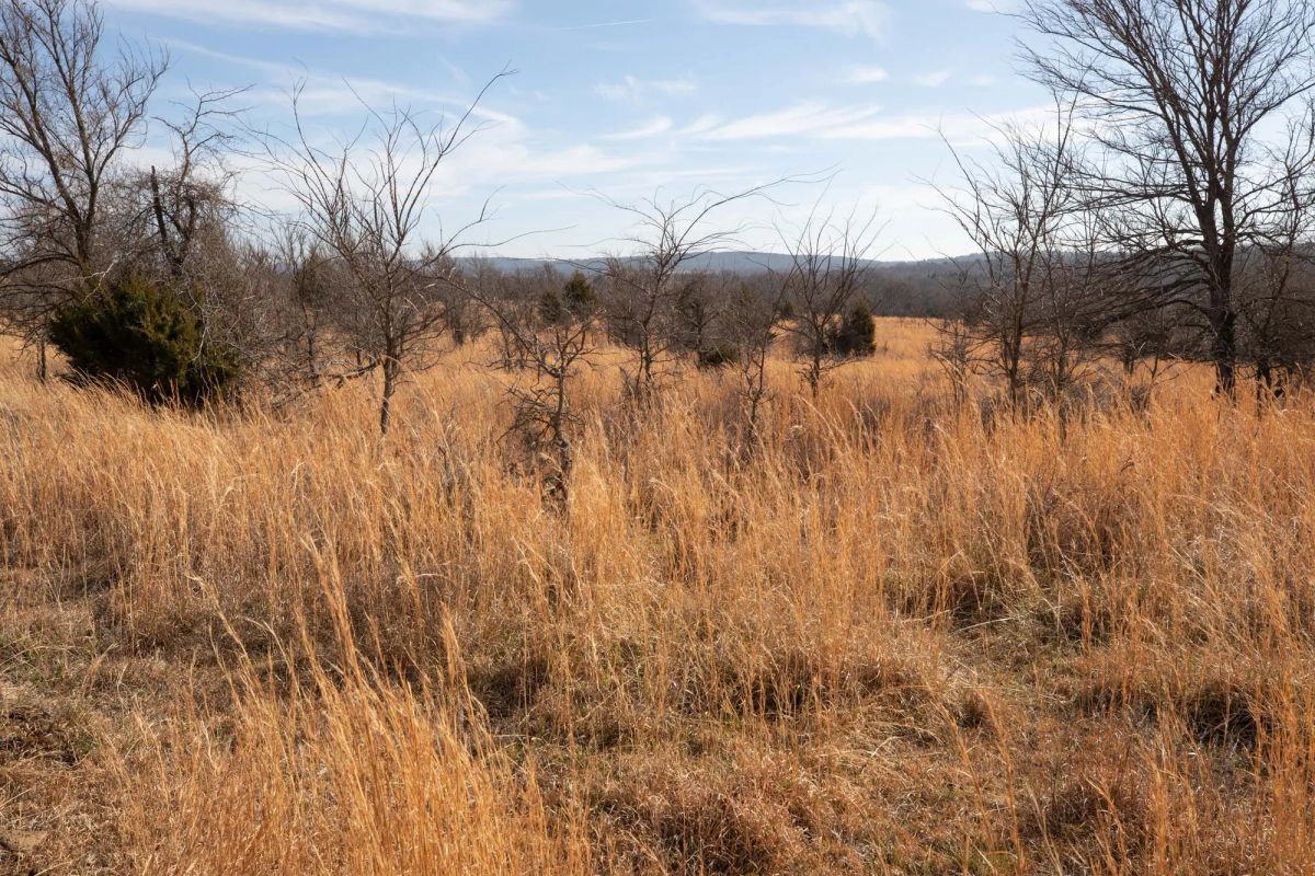 Decorative background for Painted Horse Tract 30 image 6