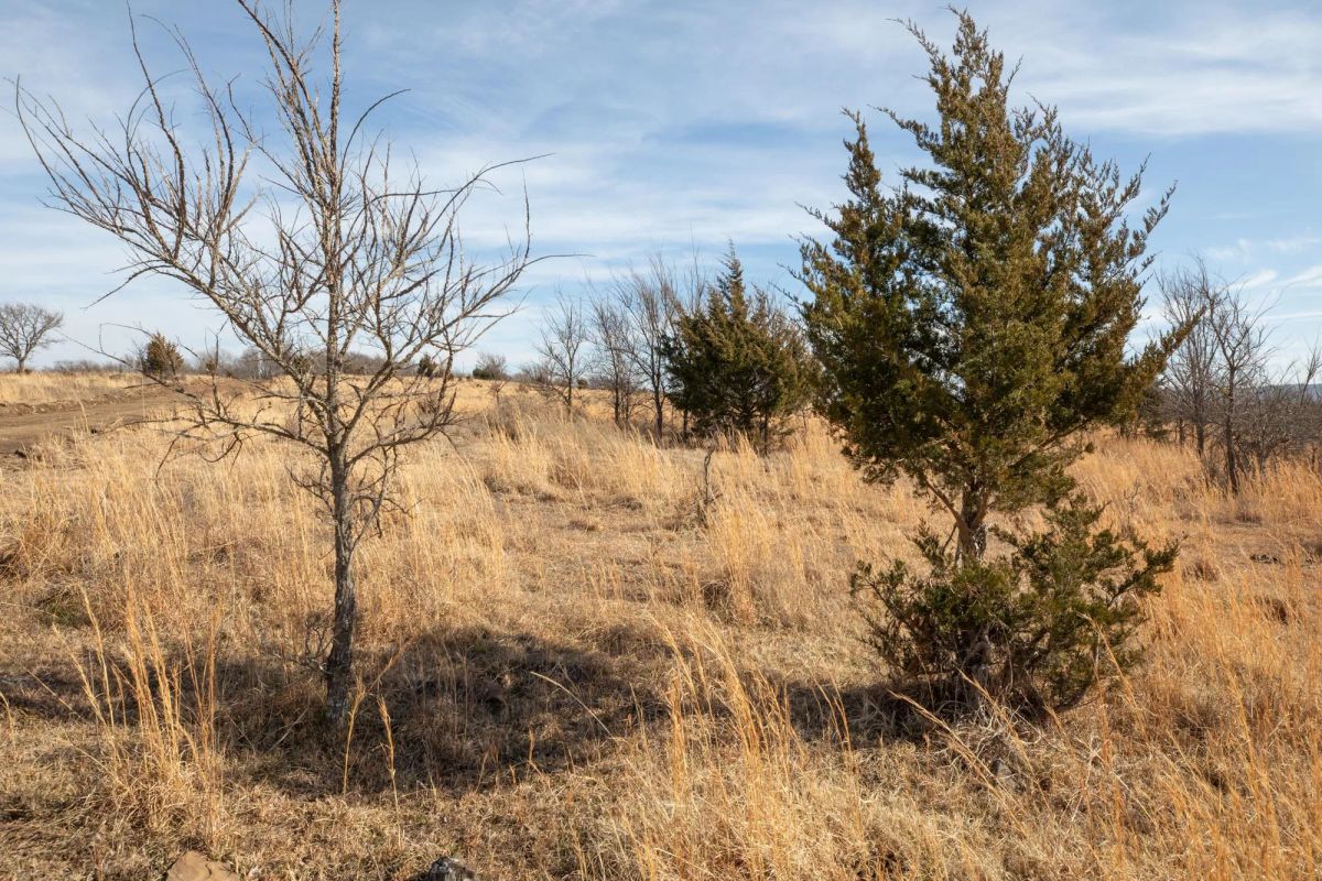 Decorative background for Painted Horse Tract 30 image 7