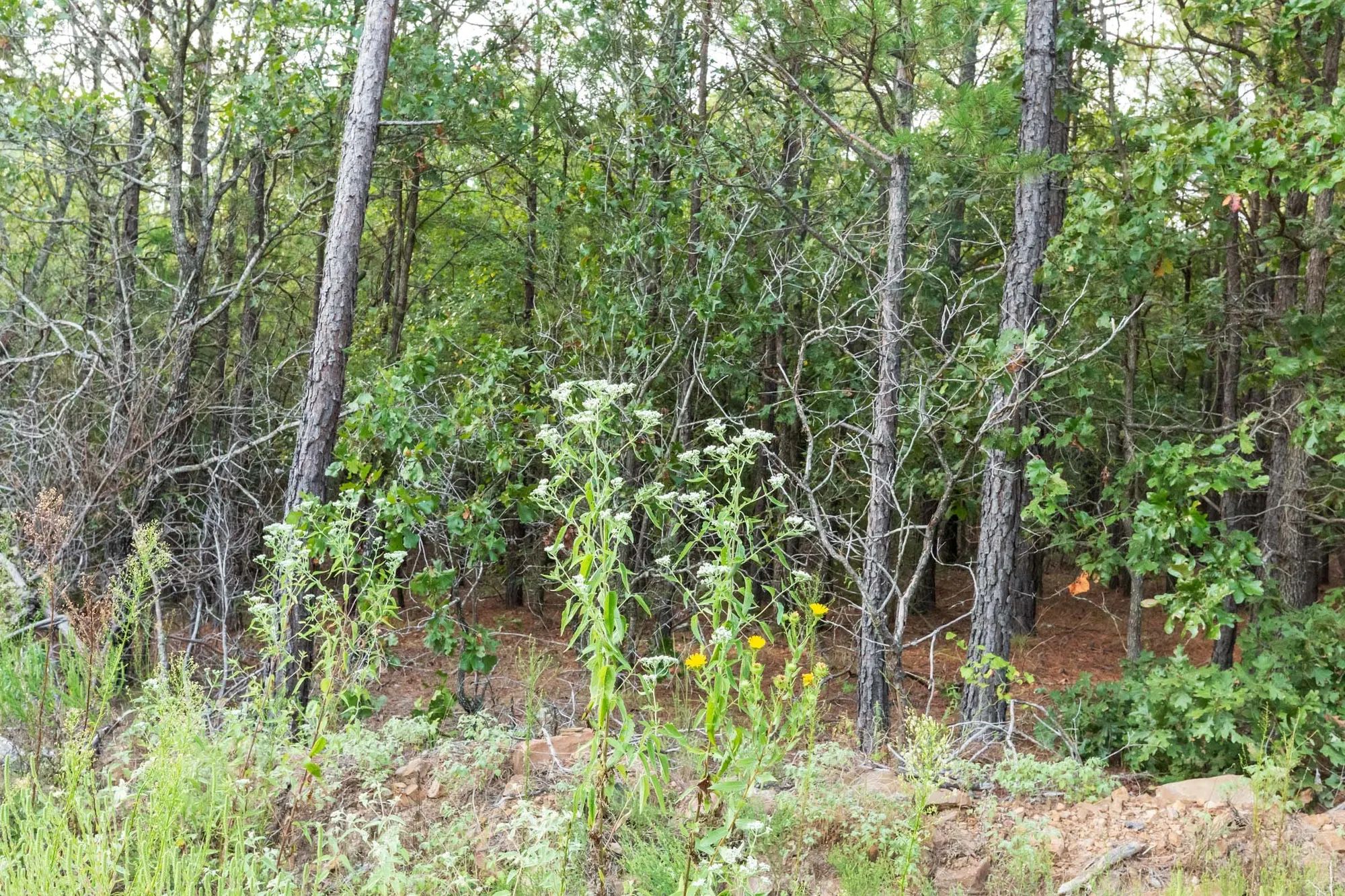 Stone Bridge Phase V Tract 391 in Latimer County, OK