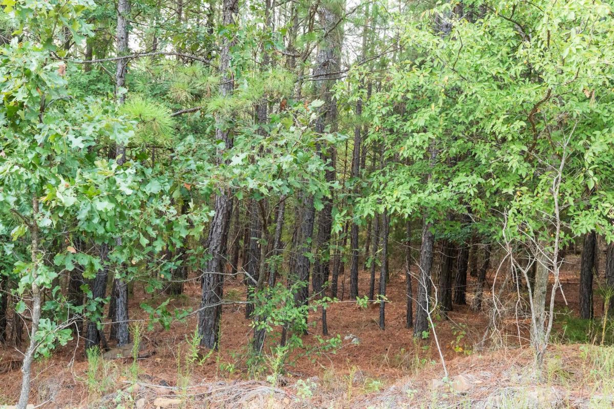 Stone Bridge Phase V Tract 391 - Image 4