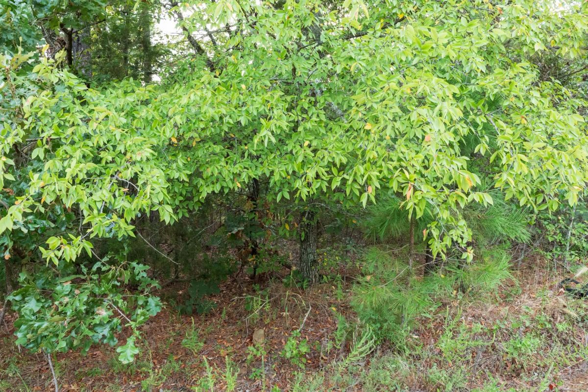Decorative background for Stone Bridge Phase V Tract 391 image 9