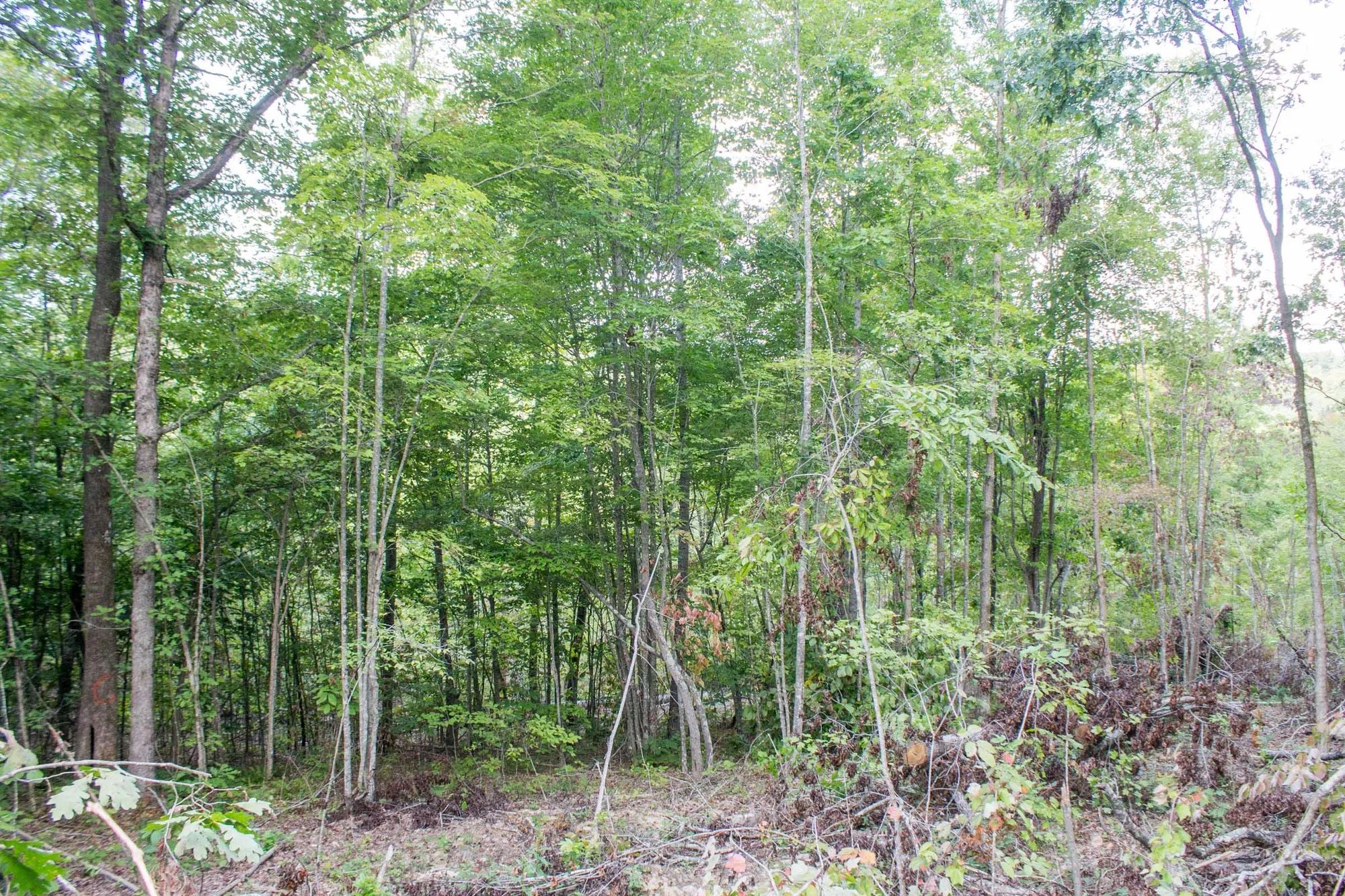 Buck Run Ridge Tract 23 in Wayne County, KY