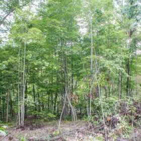 Buck Run Ridge Tract 23 in Wayne County, KY