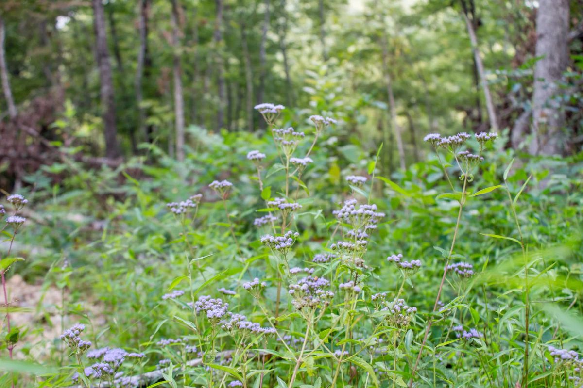 Buck Run Ridge Tract 23 - Image 4