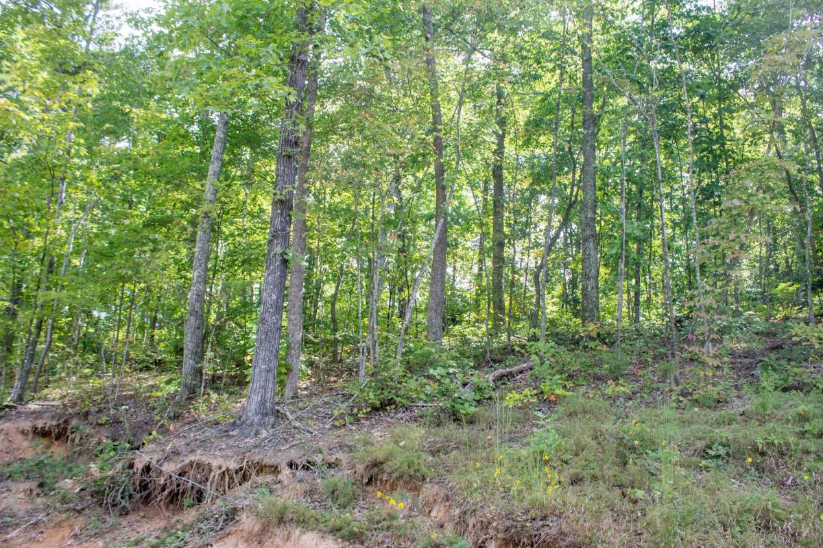 Decorative background for Buck Run Ridge Tract 23 image 5