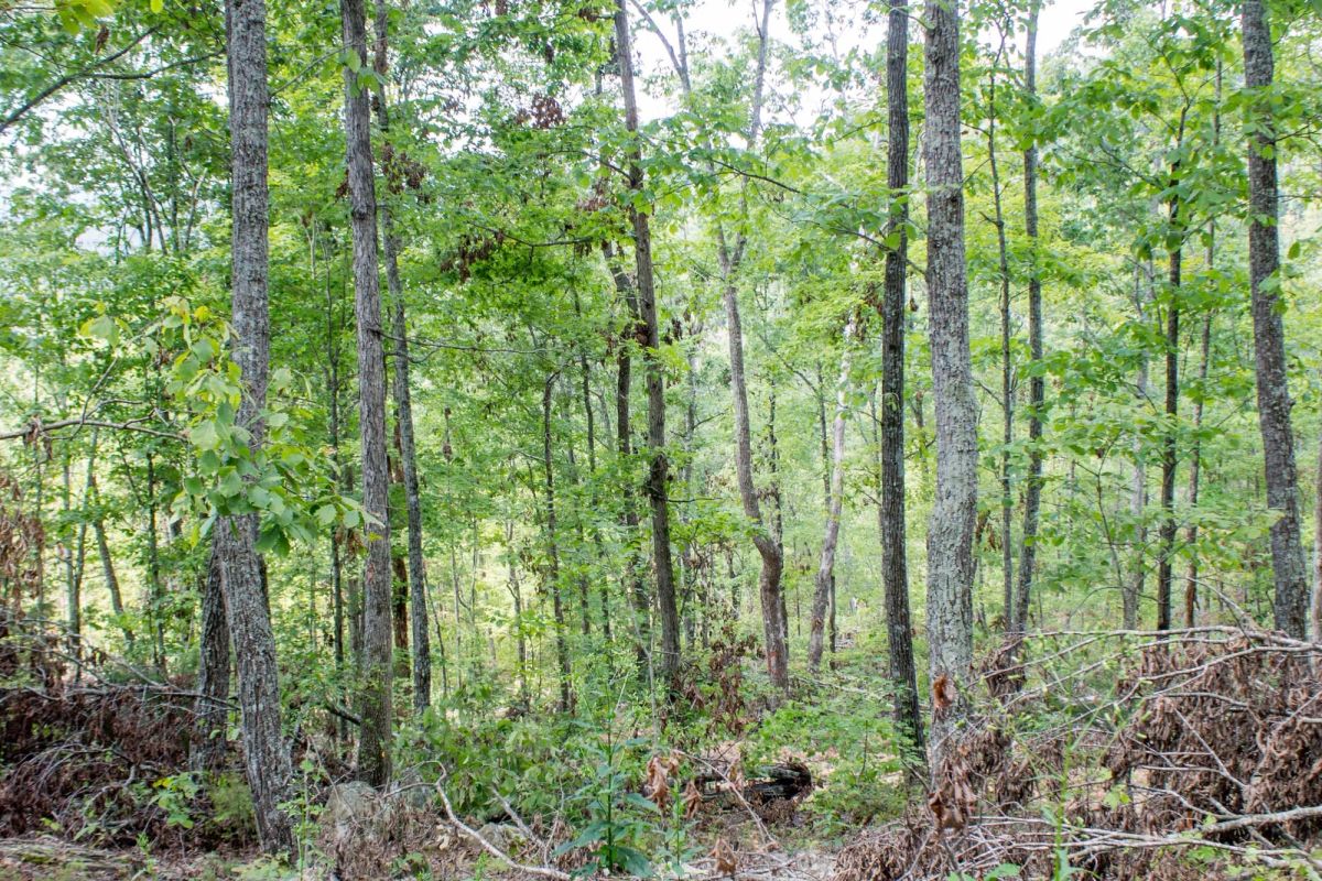 Decorative background for Buck Run Ridge Tract 23 image 6