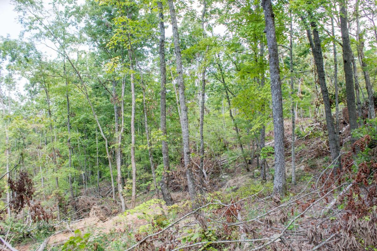 Decorative background for Buck Run Ridge Tract 23 image 7