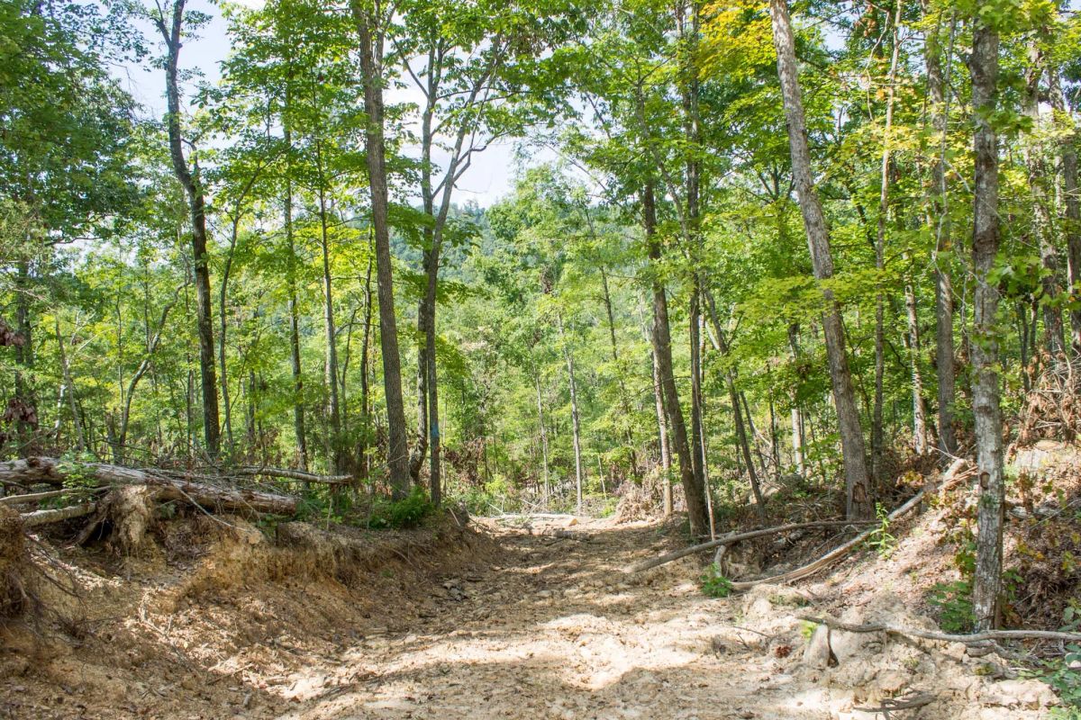 Decorative background for Buck Run Ridge Tract 23 image 9