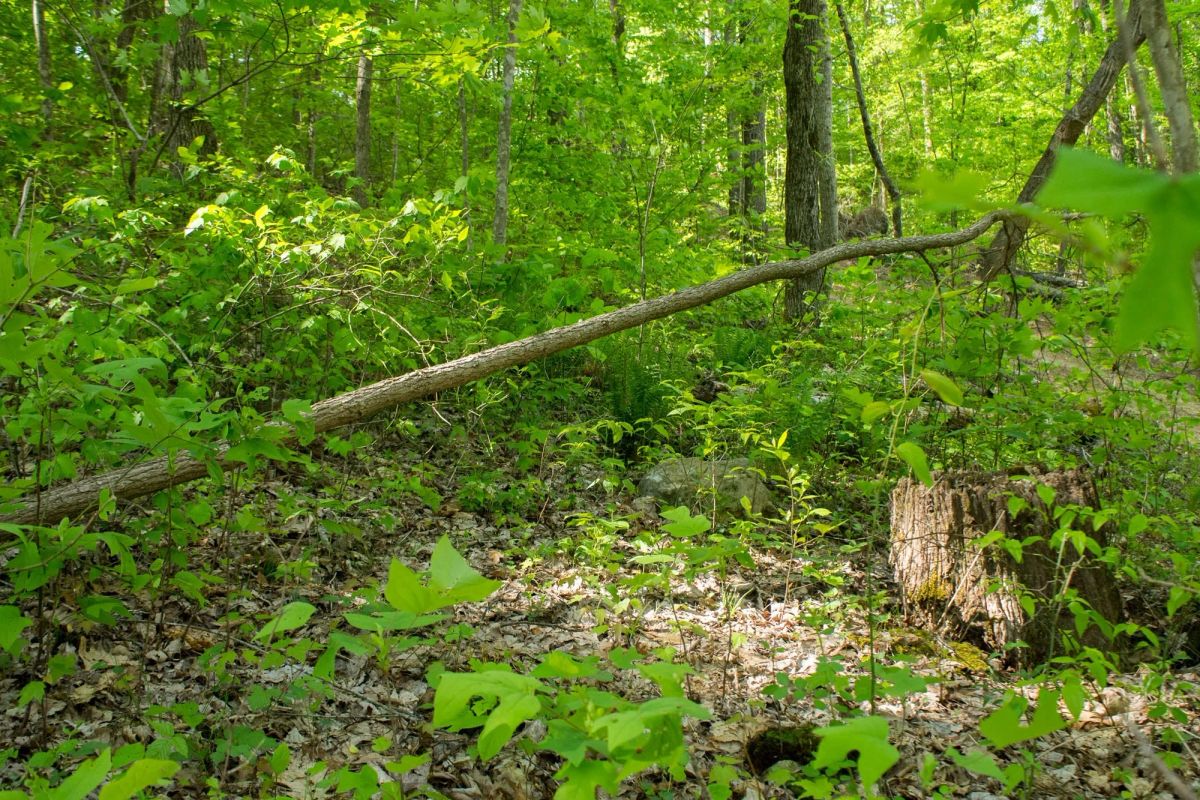 Trails End Tract 18 - Image 3