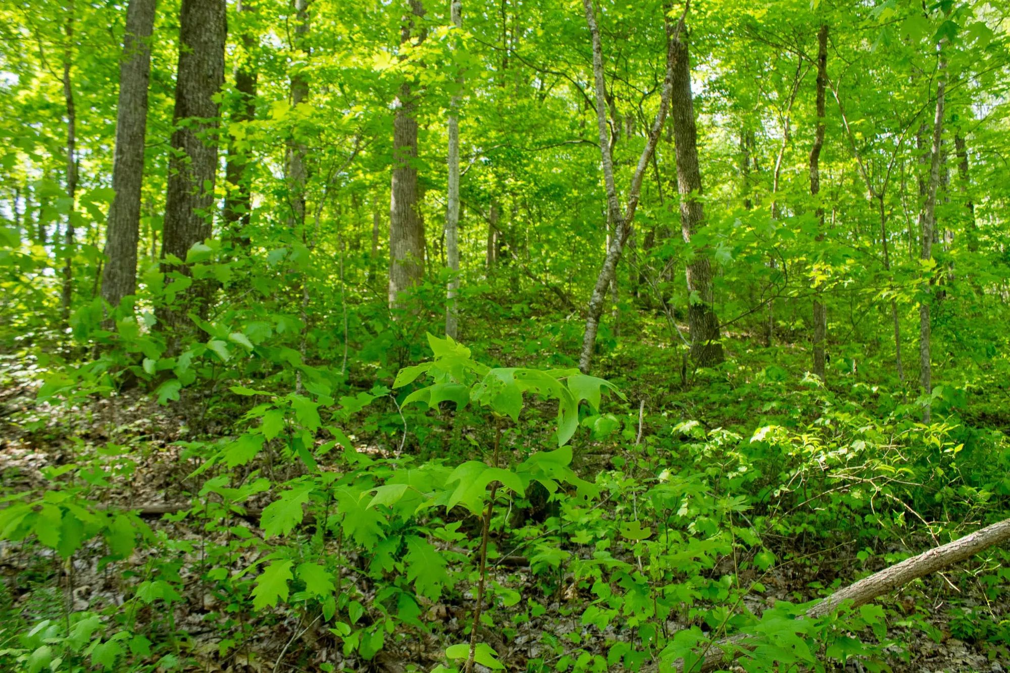 Trails End Tract 18 in Rockcastle County, KY