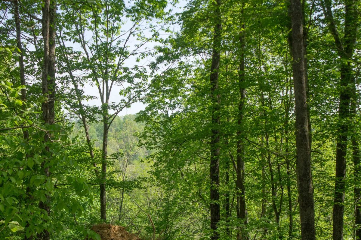 Decorative background for Trails End Tract 18 image 5