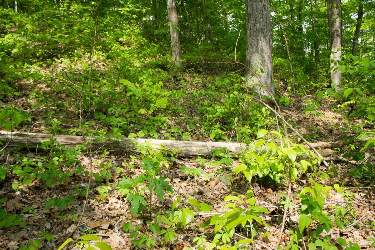 Decorative background for Trails End Tract 18 image 8