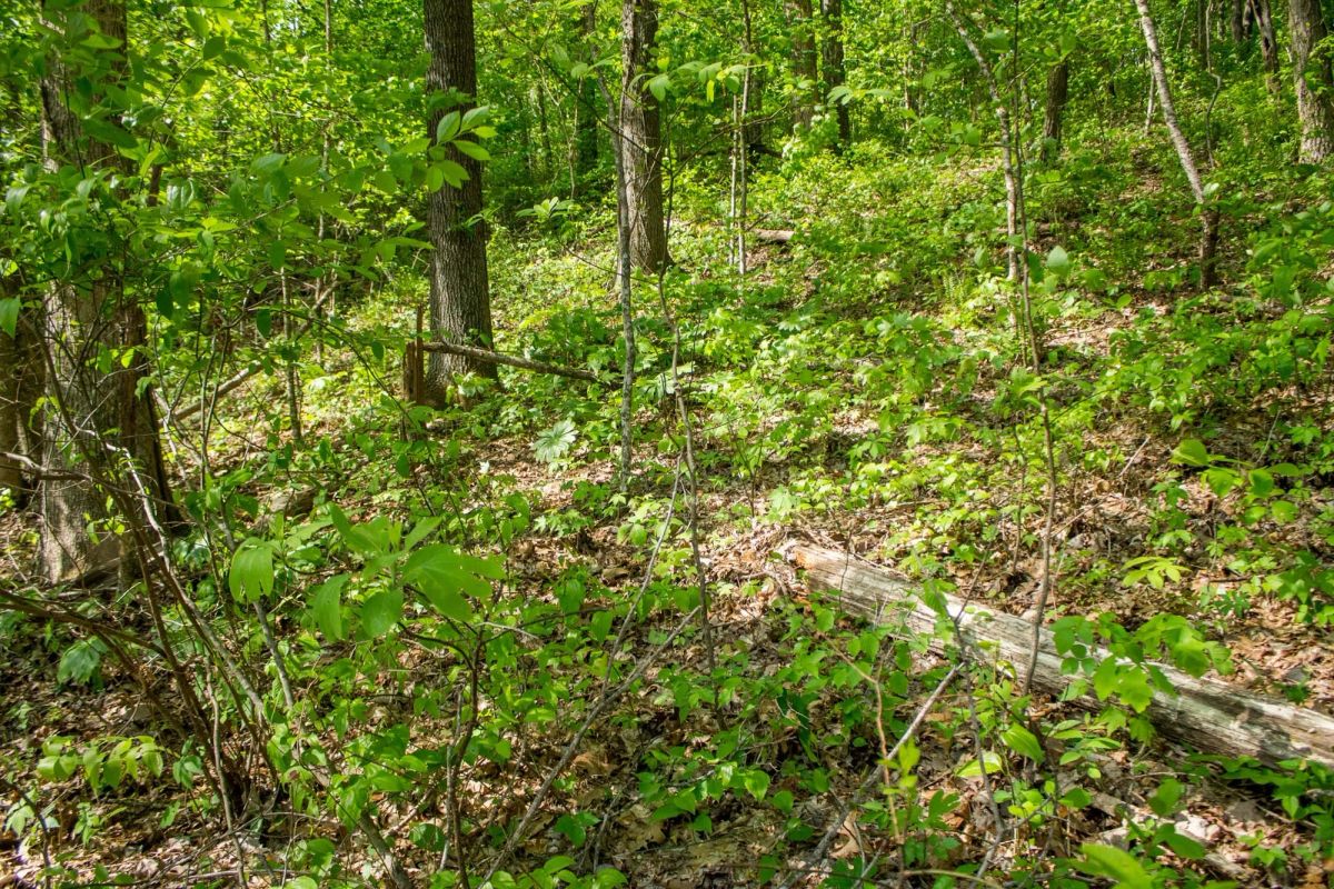 Decorative background for Trails End Tract 18 image 9