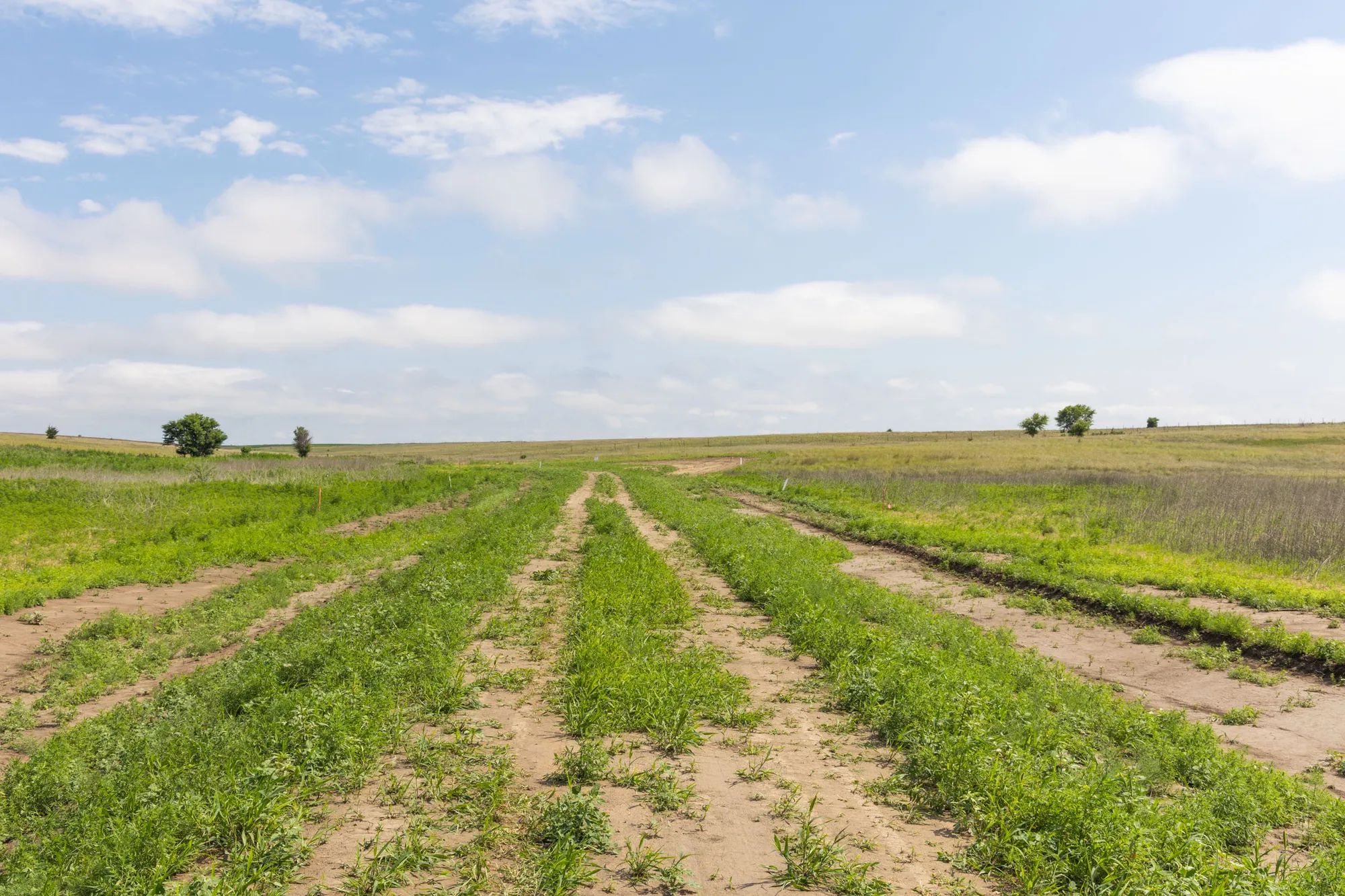 Crandall's Corner Tract 16 in Graham County, KS