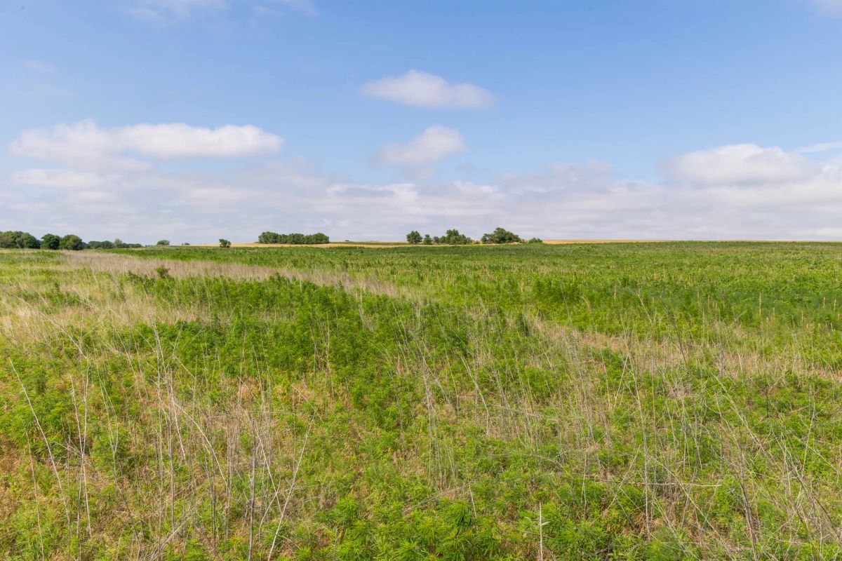 Decorative background for Crandall's Corner Tract 16 image 5