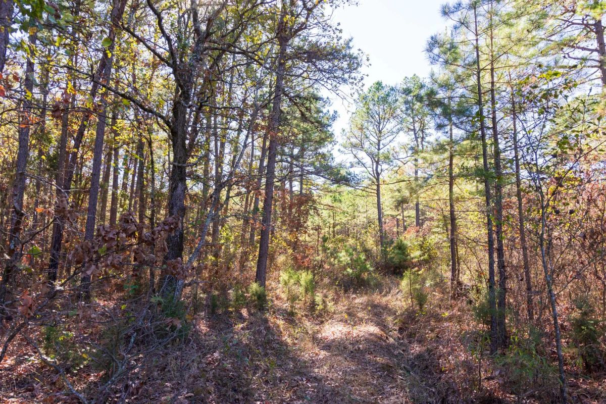 Decorative background for Stone Bridge Reserve Tract 9 image 5