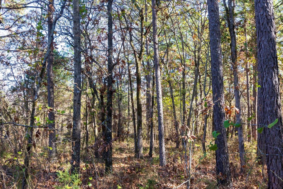 Decorative background for Stone Bridge Reserve Tract 9 image 8