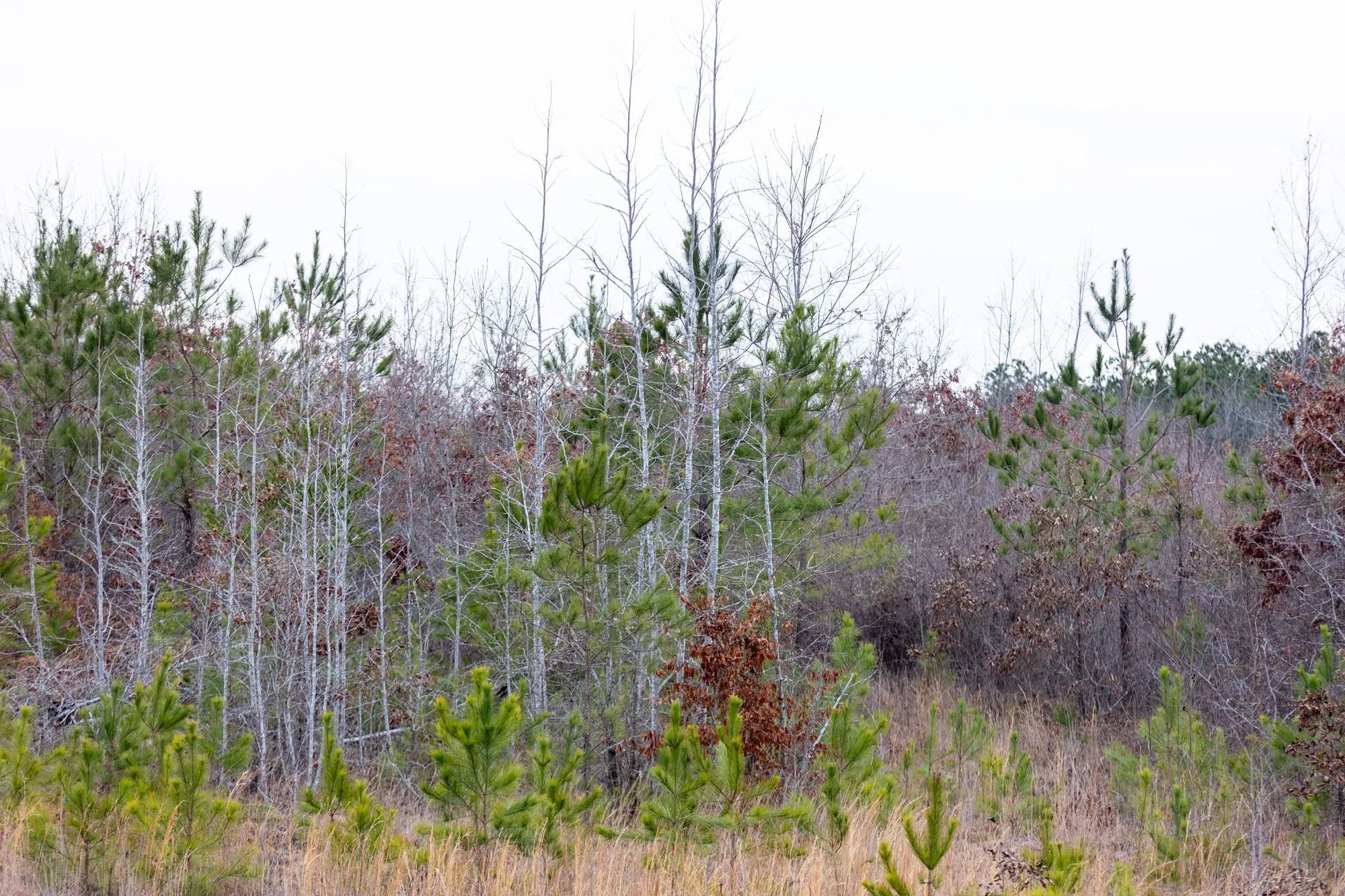 Baker Creek Tract 18 in Fayette County, AL