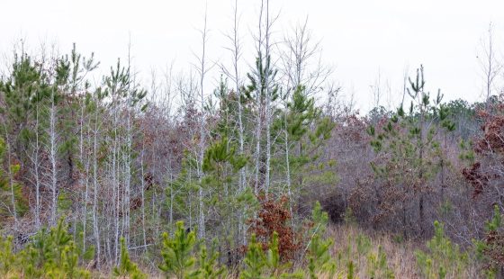 Baker Creek Tract 18 in Fayette County, AL