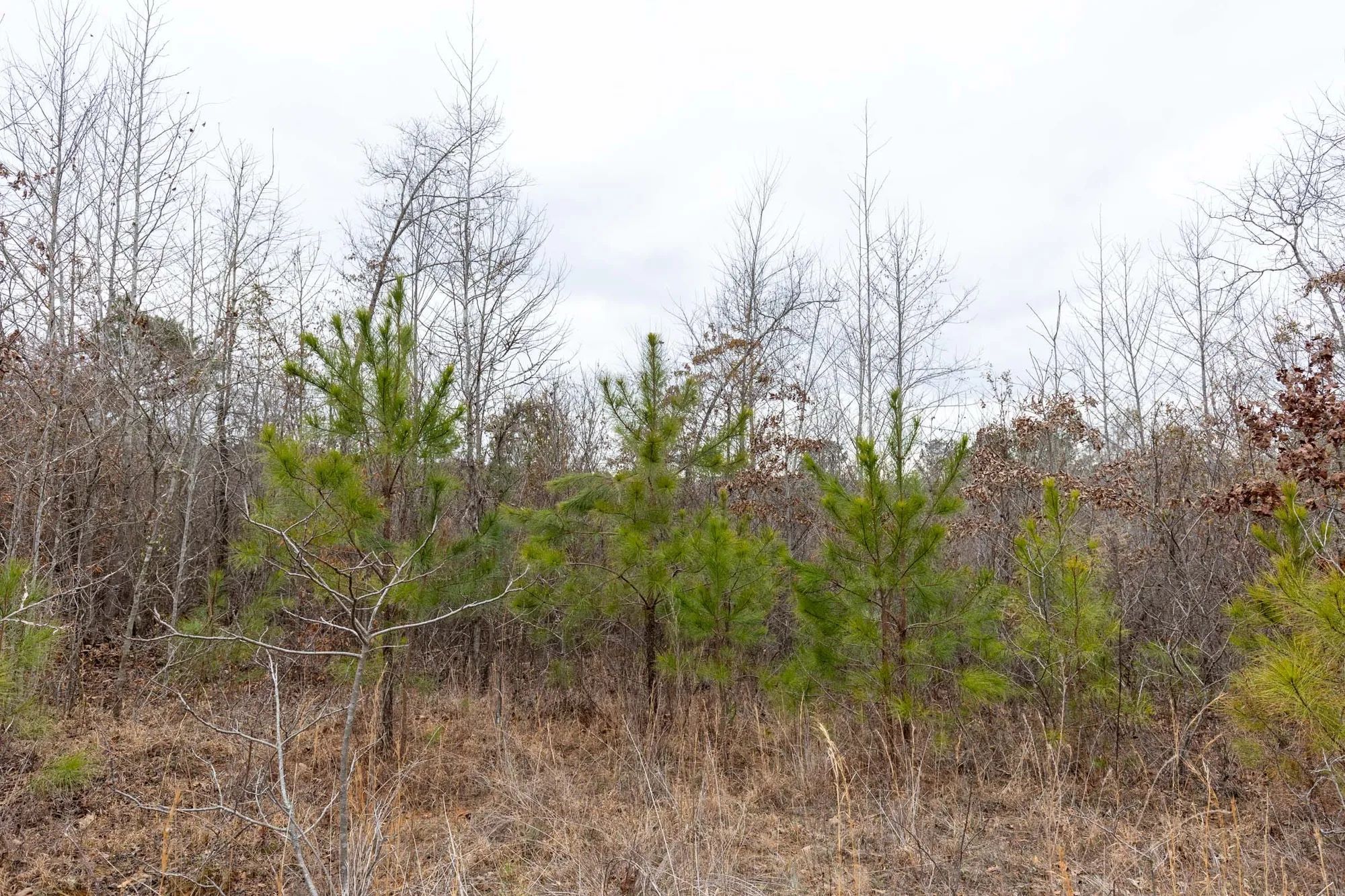 Baker Creek Tract 18 in Fayette County, AL