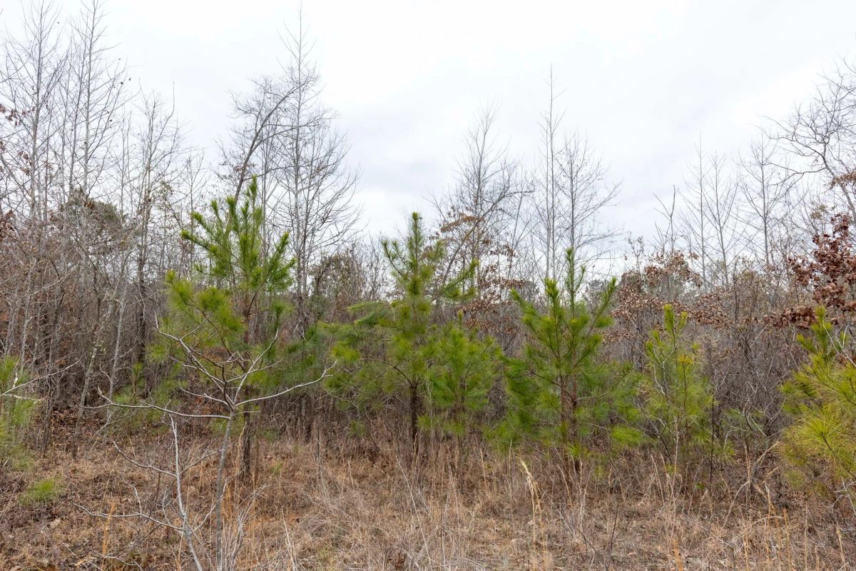 Baker Creek Tract 18 - Image 3