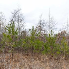 Baker Creek Tract 18 in Fayette County, AL