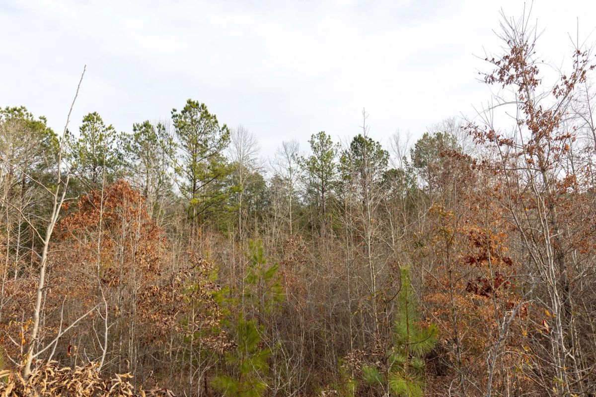 Decorative background for Baker Creek Tract 18 image 7