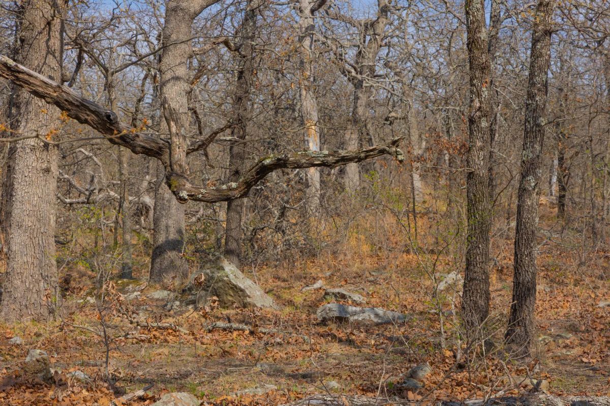 Decorative background for JLH Estates Tract 19 image 6