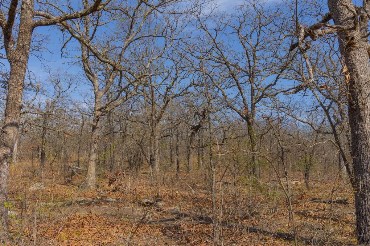 Decorative background for JLH Estates Tract 19 image 8