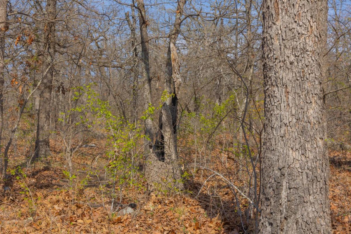 Decorative background for JLH Estates Tract 19 image 9