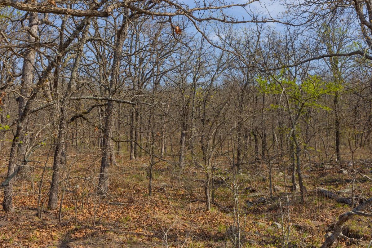 Decorative background for JLH Estates Tract 19 image 10