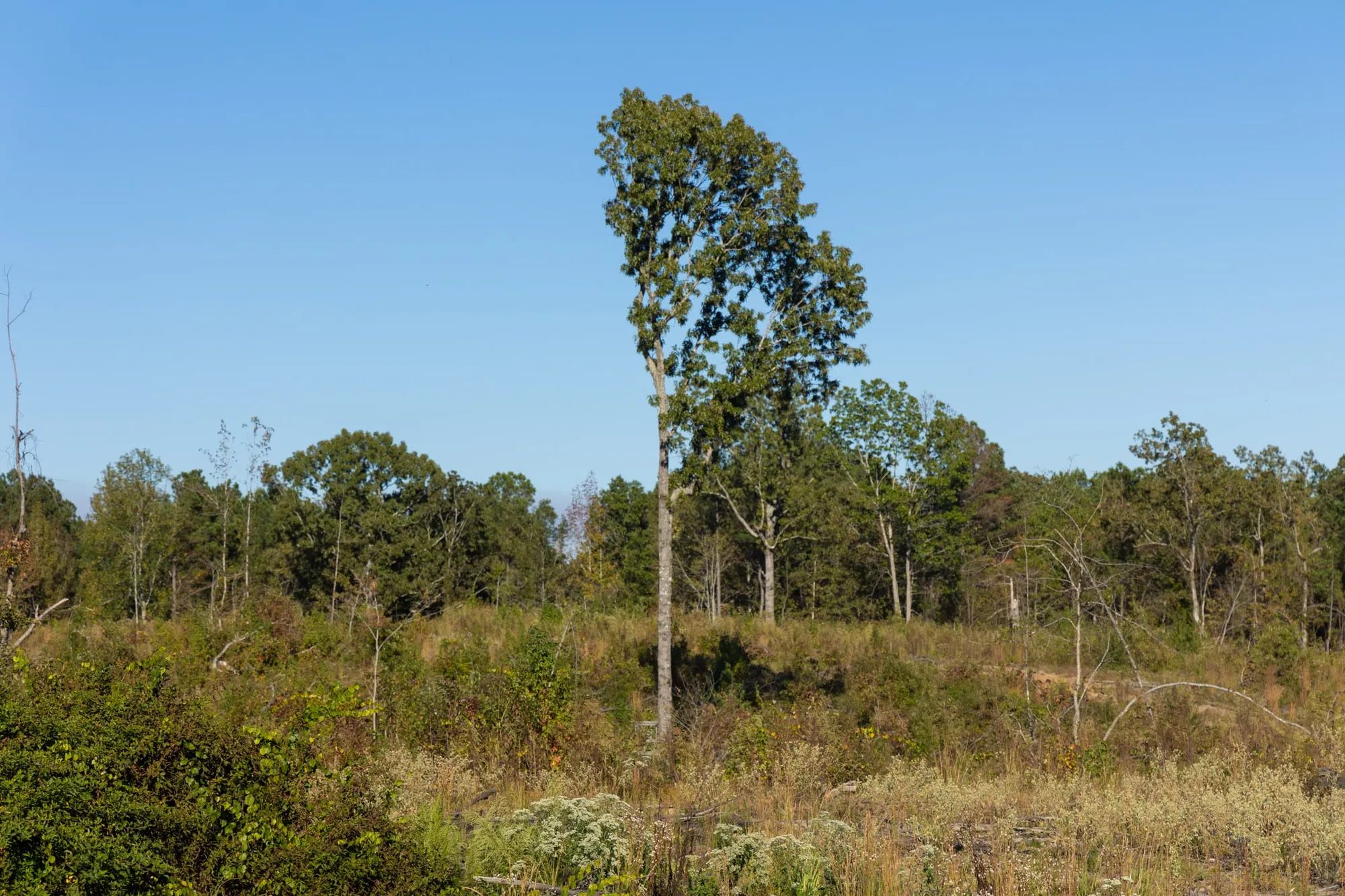 Meyer’s Ridge Tract 12 in Attala County, MS