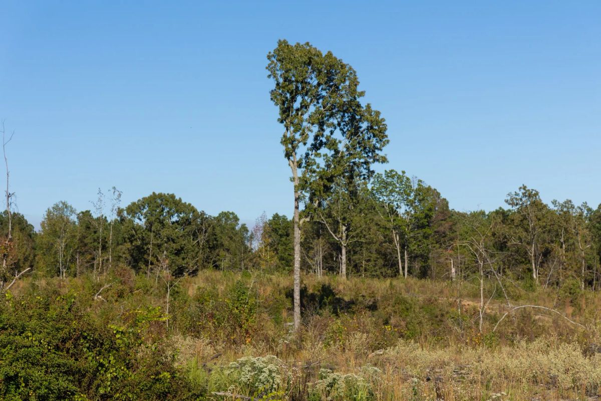 Meyer’s Ridge Tract 12 - Image 3