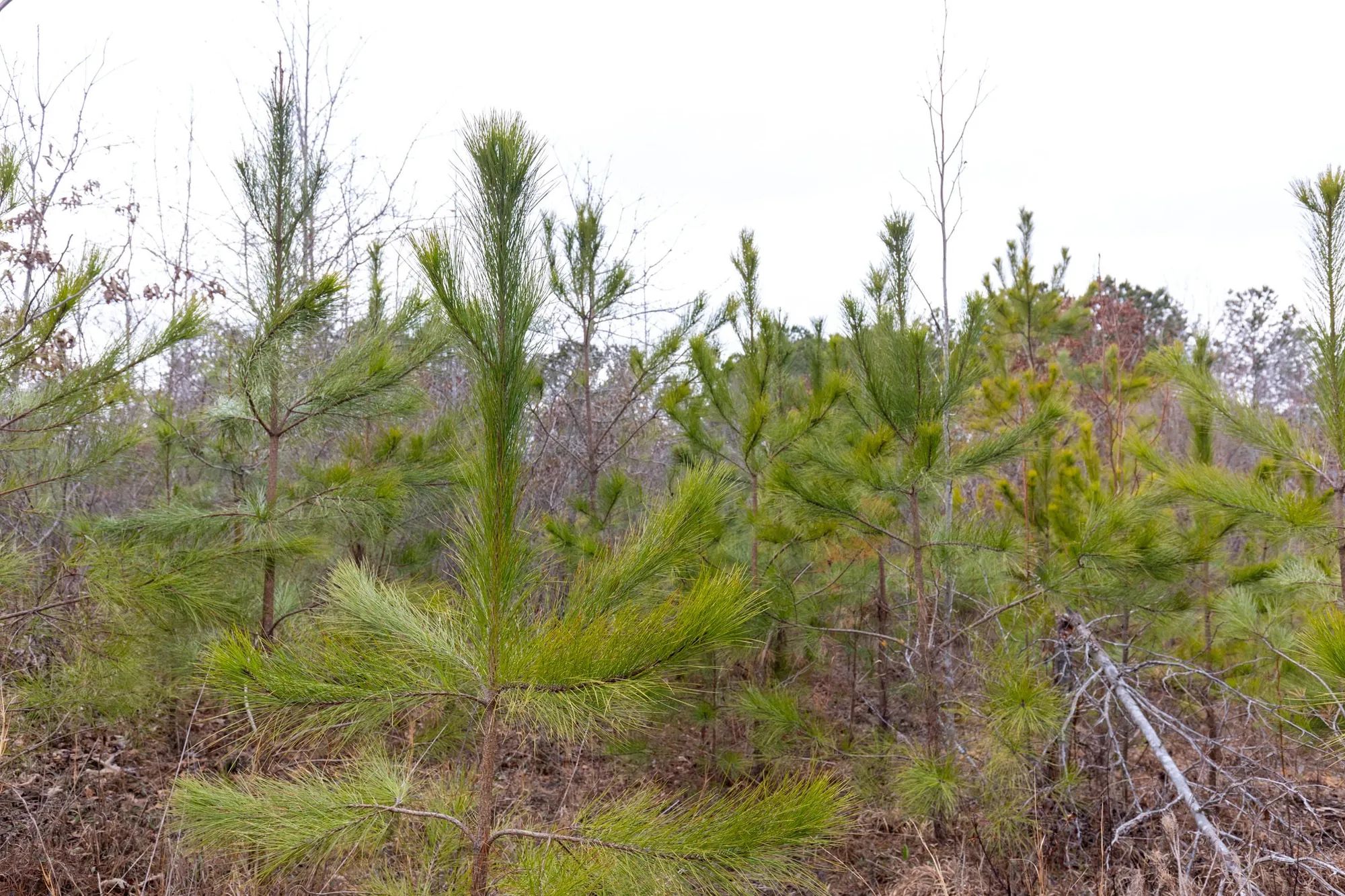 Baker Creek Tract 11 in Fayette County, AL