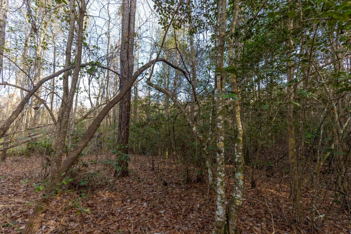 Baker Creek Tract 11 - Image 3