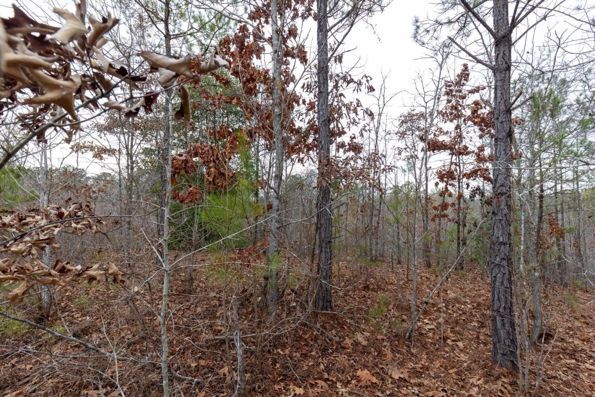 Decorative background for Baker Creek Tract 11 image 5