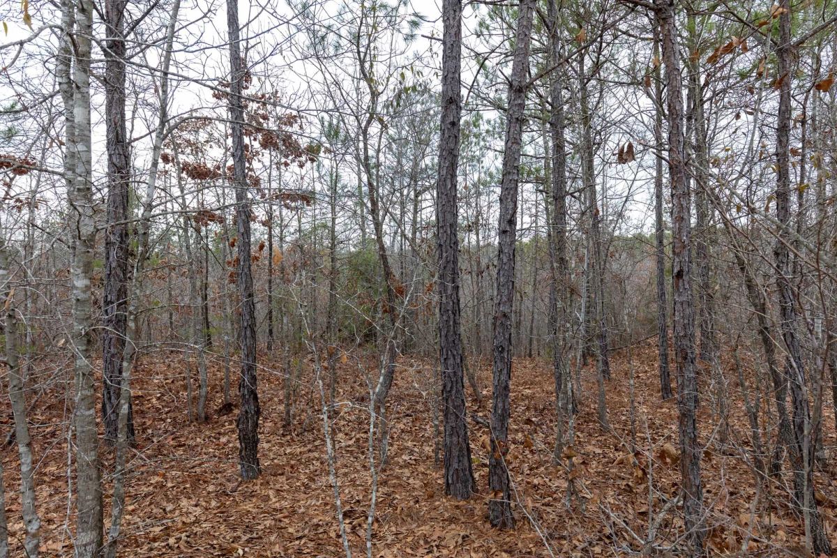 Decorative background for Baker Creek Tract 11 image 9
