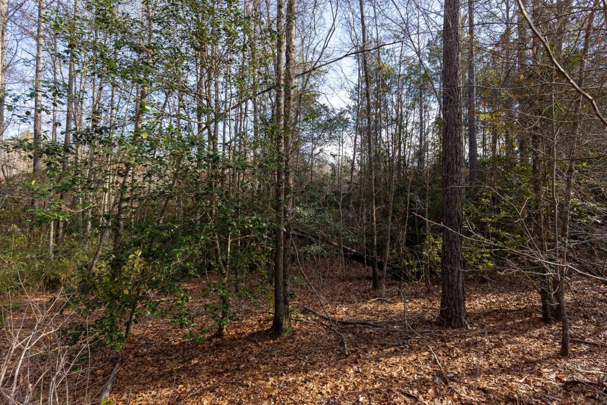 Decorative background for Baker Creek Tract 11 image 10