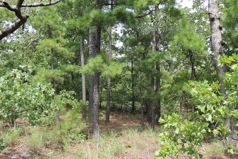 Trophy Ridge Phase III Tract 36 - Image 2
