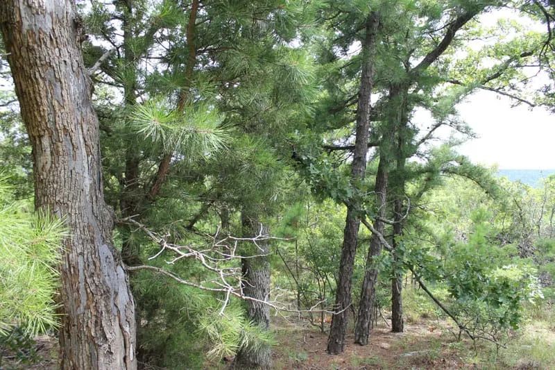 Trophy Ridge Phase III Tract 36 in Pushmataha County, OK