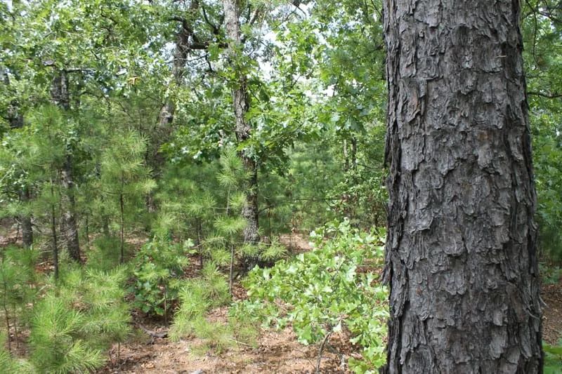 Decorative background for Trophy Ridge Phase III Tract 36 image 5