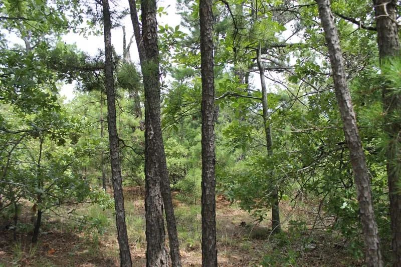 Decorative background for Trophy Ridge Phase III Tract 36 image 6
